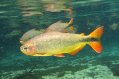 piraputanga