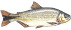 Piraputanga