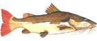 Pirarara
