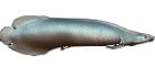 Pirarucu