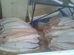 pirarucu apreendido no amazonas