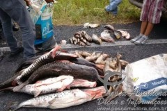 pma apreende 702 kg de pescado ilegal no Mato Grosso