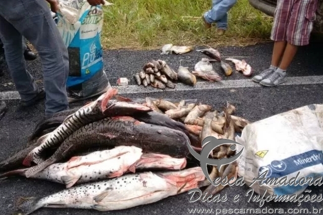 PMA apreende 702 kg de pescado ilegal em Mato Grosso