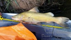 pma apreende turisca com um jau fora da medida no MS