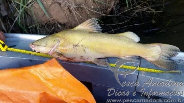 PMA autua turista por pesca ilegal e aplica multa de R$ 1,5 mil no MS