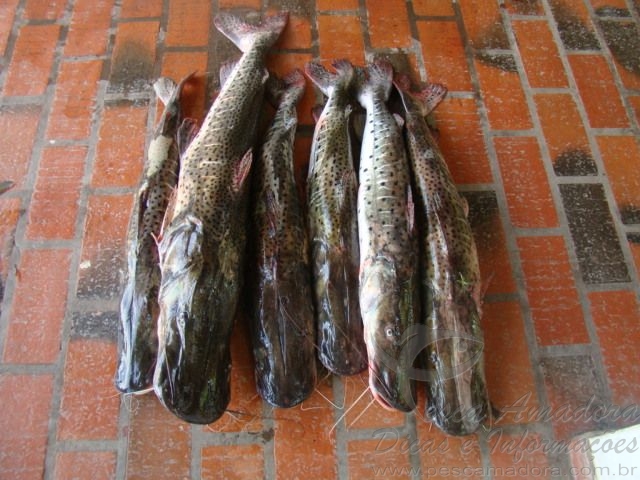 PMA autua dois pescadores profissionais e apreende 34 kg de pescado no MS