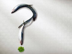 procura se nova sardinha