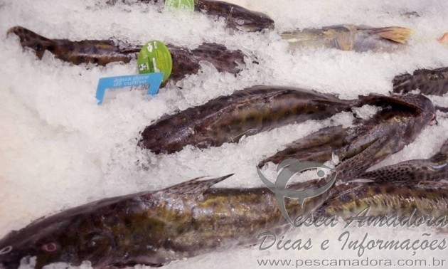 Tocantins ocupa a 14ª posição no ranking nacional de produção de pescado