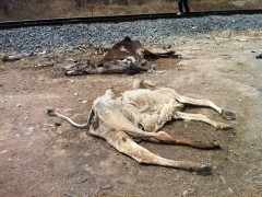 projeto vidas aridas