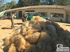 queima de redes em foz