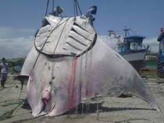 raia manta gigante pescada acidentalmente no peru