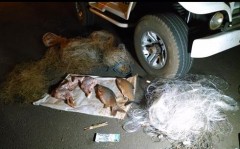 redes porco do mato e peixes apreendidos em Itambe-PR