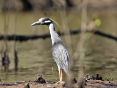 reserva de sao sebastiao 02