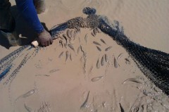 resgate de peixes no rio sao francisco