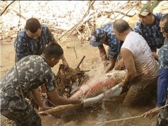 resgate de pirarucu em palmas