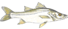 Robalo