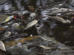 sete toneladas de peixes mortos ja foram retirados em Santos-SP 2