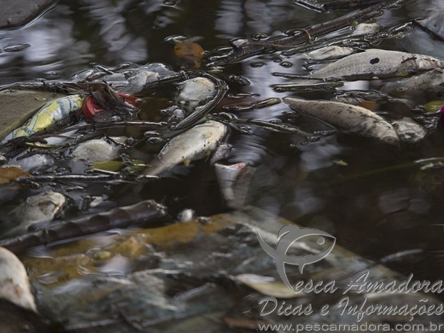 Sete toneladas de peixes já foram retiradas de rio em incêndio que atinge Santos-SP
