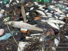 sete toneladas de peixes mortos ja foram retirados em Santos-SP