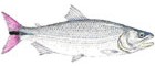 Tabarana