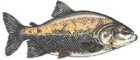 Tambaqui