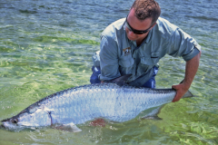 tarpon