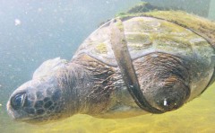 tartaruga recebe nadadeiras artificiais em Israel