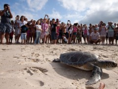 tartaruga solta pelo tamar