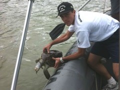 tartarugas encontradas presa em rede de pesca em Vitoria-ES 2