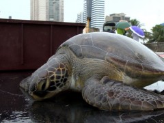 tartarugas encontradas presa em rede de pesca em Vitoria-ES