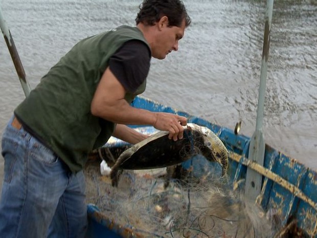 Mais 8 tartarugas marinhas presas em rede são encontradas em Vitória-ES