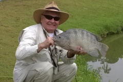 tilapia