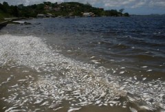 tilapias-mortas-alagoas