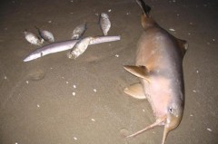 Toninhas foram encontradas por veranista durante a madrugada (Foto: Hélio Omar Cavalheiro / Arquivo Pessoal)