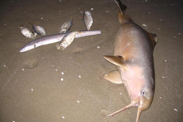Toninhas são encontradas mortas em praia do RS com sinais de rede de pesca