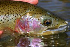 truta-arco-iris