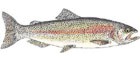 Truta Arco Iris