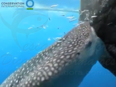 tubara baleia rouba peixes de rede