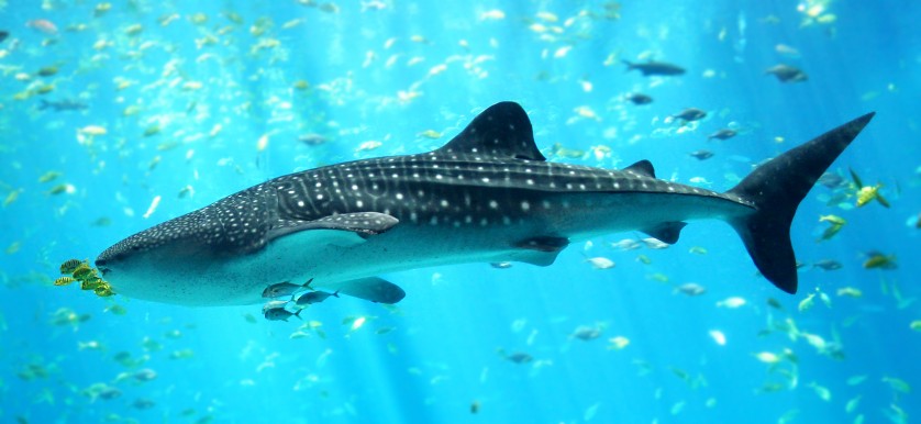 Ministérios da Pesca e Meio Ambiente vão analisar espécies da fauna brasileira em extinção