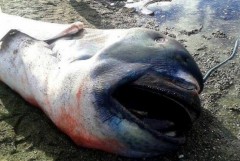 tubarao boca grande e encontrado morto nas Filipinas