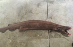 tubarao-cobra encontrado na autralia 2