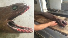 tubarao-cobra encontrado na autralia