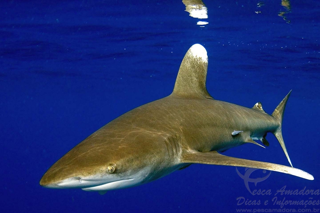 A pesca do tubarão lombo-preto está proibida no Brasil
