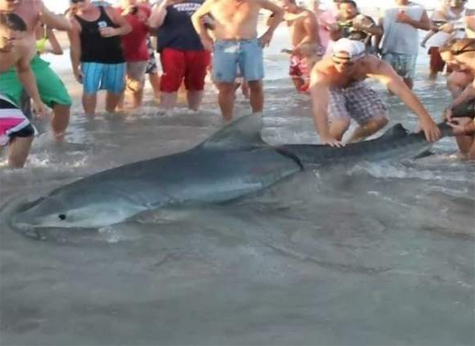 Homem pesca tubarão-tigre de quatro metros no Texas