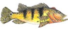 Tucunaré