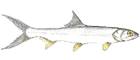 Ubarana