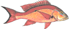 Vermelho Cioba