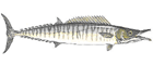 Wahoo